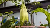 It’s happening! Rare corpse flower is blooming, stinking up Como Park Zoo and Conservatory