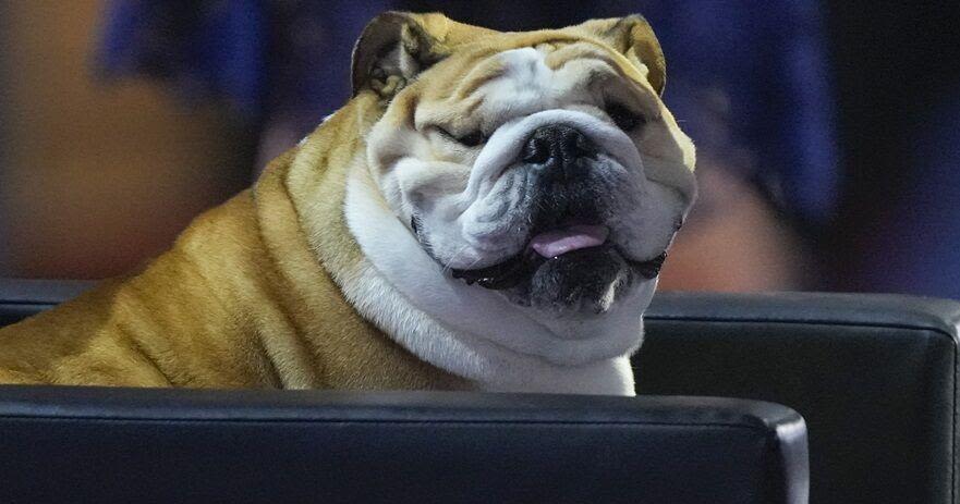 Meet Babydog, the chonky English bulldog who stole the show at the RNC