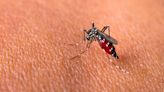 'Super' Disease-Carrying Mosquitoes Detected in Asia
