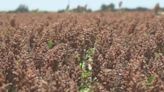 Local farmers impacted by Tropical Storm Alberto