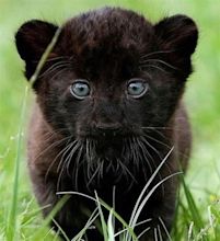 Black Panther Cubs For Sale | Best 1 Exotic pets for sale