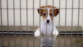 Montreal SPCA holding no-fee adoptions Sunday, July 14