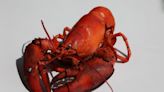 Thousands of pounds of lobsters heading to 2 metro Detroit annual events