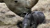 Indianapolis Zoo Welcomes 'Magnificent' Rhino Calf Born on Super Bowl Sunday
