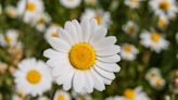 How to Grow and Care for Marguerite Daisies