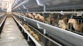 波蘭羅茲省爆高致病性H5N1 港暫停進口禽類產品