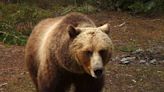 Nicholas Goldberg: Why make the grizzly bear California's state animal — after they're all gone?