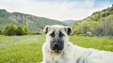 Are Anatolian Shepherd Dogs Good Family Dogs & Kid-Friendly?