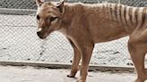 Australian Scientists Hope To ‘De-Extinct’ Tasmanian Tiger In Next 10 Years