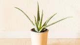 6 Reasons Your Aloe Plant Is Turning Brown—and How to Fix It