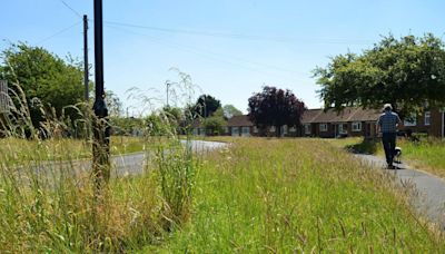 Overgrown York: 'Councils have created a mess by rewilding wrongly'