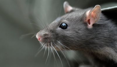 Juegos Olímpicos: París enfrenta su batalla contra las ratas