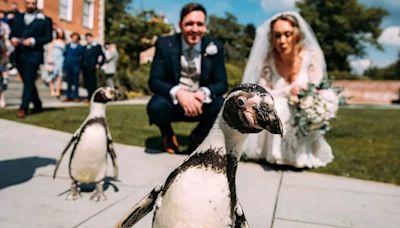 Bride stunned as penguin carries rings down the aisle on her wedding day