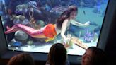 With gigs on the rise, NJ's professional mermaids made a real splash this summer