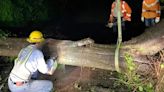 巨樹砸高壓線301戶停電！台電深夜冒雨鋸樹