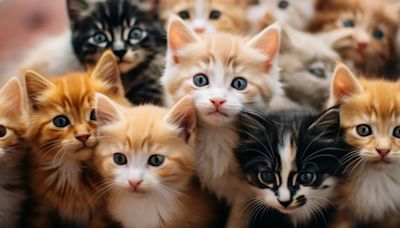 Día Internacional del Gato: ¿Son mascotas mejores que los perros?