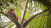 British Zoo Celebrates Birth of Rare Red Howler Monkey