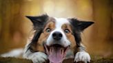 Signs of dog intelligence: Gifted dogs like to play, study finds