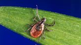 How to keep safe now that tick season has arrived