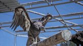 Northern California Condor Me-new-kwek celebrates third hatch day and recovery