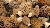 How to Find Morel Mushrooms: Foraging 101