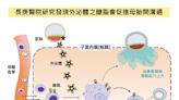 長庚首揭幹細胞醣脂 有助胚胎著床 - 健康