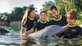 Discovery Cove Family 4-Pack Sweepstakes Official Rules