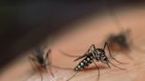 Recent rainfall and spike in temps call for mosquitoes
