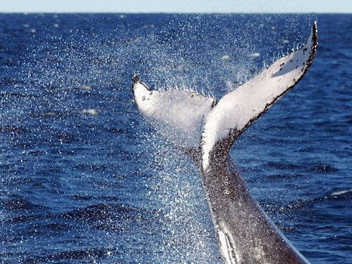 Japón añade otra especie de ballena a su lista para la caza comercial