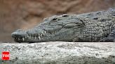 Young boy's quick thinking foils Crocodile attack in Madhya Pradesh | Bhopal News - Times of India