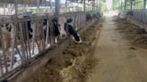 紐西蘭牛乳明年零關稅進口 牛協估衝擊酪農將減3成收乳量