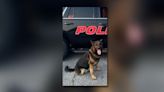 Police searching for missing K-9 in Carroll County