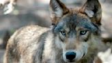 US House votes to remove wolves from endangered list in 48 states