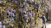 Wisteria more than 100 years old in bloom at University of Cambridge