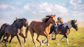 Poop to power: Horse manure better at generating electricity, heat