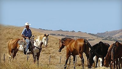 Controversial Bay Area horseback riding company investigated for animal neglect following horse death