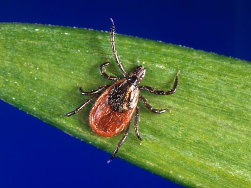 Ticks could spread throughout Quebec in coming decades, says public health institute