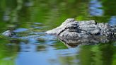 'Great grab, guys': Crews catch Texas gator with clever thinking