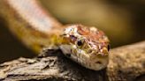 Shocker! Dead Snake Found In Mid-Day Meal Packet, Claim Parents In Sangli