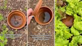 Gardener shares ancient method to keep plants hydrated through hot, dry summers: 'My area is expecting a large drought this year'