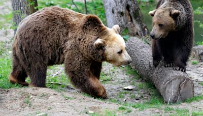 Romanian lawmakers called back from recess to address bear attacks