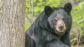 Bear sightings are common during spring in NC. Here’s what to do if you see one