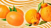 Do Satsuma And Shiranui Mandarins Taste Different?