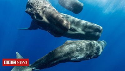 Inteligência artificial: o 'alfabeto' das baleias cachalotes revelado por IA