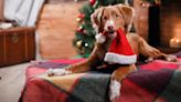Three trainer-approved tips to keep your dog safe around the Christmas tree