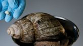 Florida counties under quarantine after sighting of giant African snail