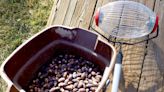 Gardening for You: Acorn picker-uppers for Christmas gifts