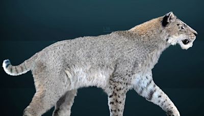 Saber-toothed cats once roamed Texas coast, new study says