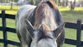 What killed a beloved horse? Initial reports said a gunshot but that may not be the case