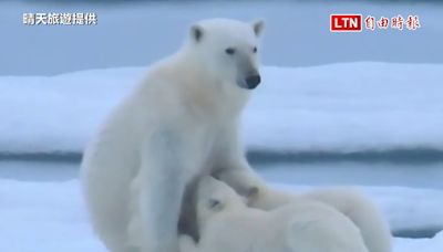 台灣旅遊團探險北極 驚喜目擊「北極熊哺乳2幼熊」珍貴畫面（晴天旅遊提供） - 自由電子報影音頻道